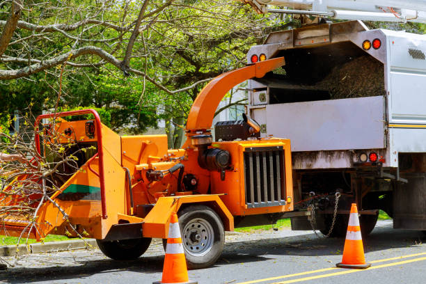 How Our Tree Care Process Works  in Sleepy Hollow, IL